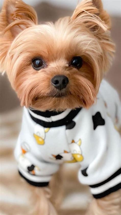 10 Adorable Yorkshire Terrier Traits That Will Steal Your Heart