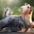 10 Fun Facts About Yorkshire Terriers You Should Know