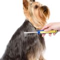 10 Must-Know Grooming Tips for Yorkshire Terriers