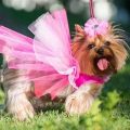 10 Signs Your Yorkshire Terrier Is Too Spoiled