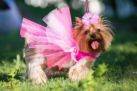 10 Signs Your Yorkshire Terrier Is Too Spoiled