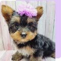 10 Steps in Yorkshire Terrier Breed Evolution