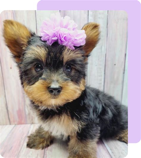 10 Steps in Yorkshire Terrier Breed Evolution