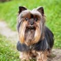 10 Traits That Make Yorkies Unique Pets