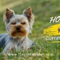 10 Ways Yorkies Communicate With Humans