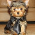 10 Week Old Yorkie Puppy