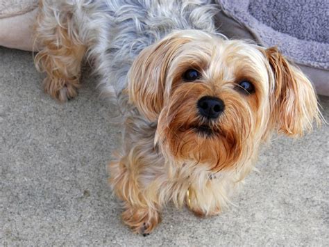 10 Yorkie Grooming Tips You’ll Wish You Knew Sooner