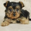 100 Yorkie Puppies