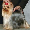 11 Historic Yorkie Show Champions