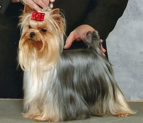 11 Historic Yorkie Show Champions