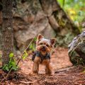 12 Signs Your Yorkshire Terrier Is Happy and Healthy