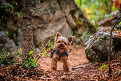 12 Signs Your Yorkshire Terrier Is Happy and Healthy