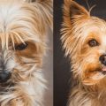 12 Ways Yorkies Show They’re Your Best Friend