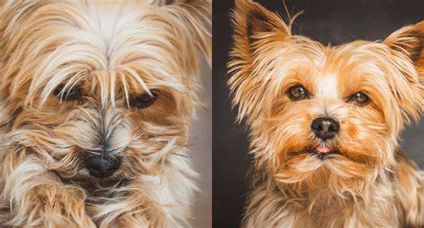 12 Ways Yorkies Show They’re Your Best Friend