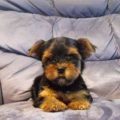 12 Week Old Yorkie Puppy