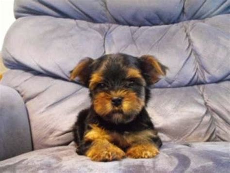 12 Week Old Yorkie Puppy