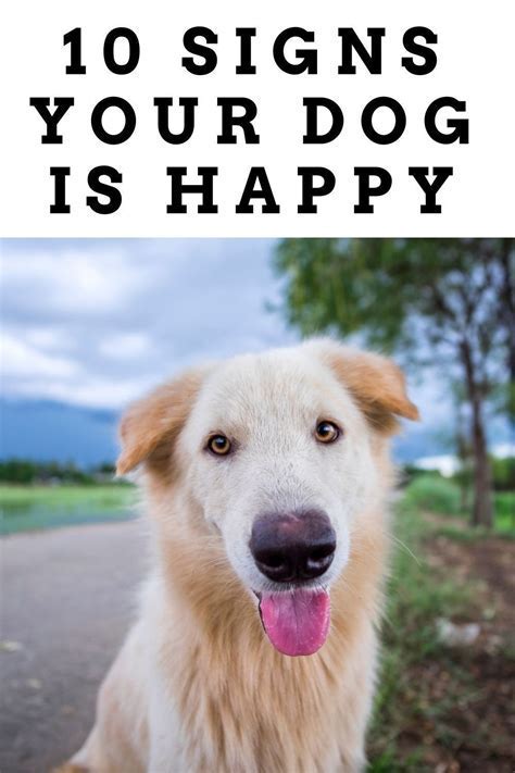 14 Signs Your Dog Is Happy