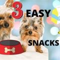 15 Healthy Yorkie Snack Ideas