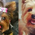 15 Ways Yorkies Show They Trust Their Owners