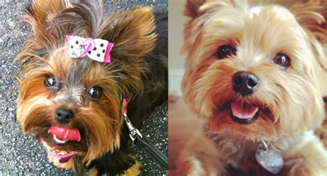 15 Ways Yorkies Show They Trust Their Owners