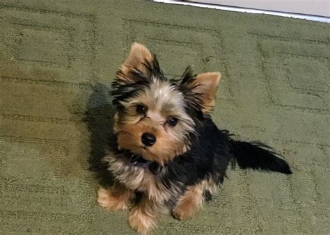 16 Week Old Yorkie