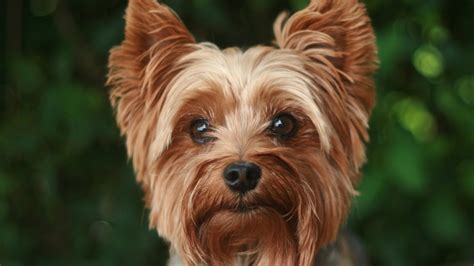 20 Vintage Photos of Yorkshire Terriers