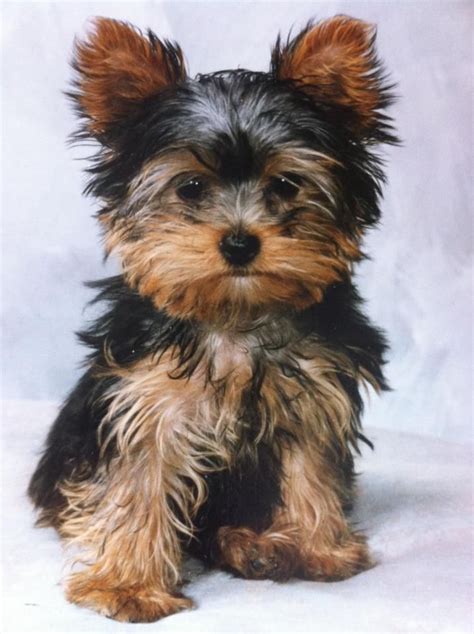 3 Month Yorkie