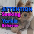 4 Common Yorkie Attention-Seeking Behaviors