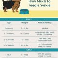 4 Meal Times for Yorkie Puppies