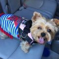 5 Best Harnesses for Yorkies