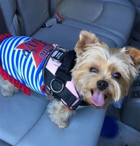 5 Best Harnesses for Yorkies