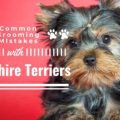 5 Common Yorkie Grooming Mistakes to Avoid