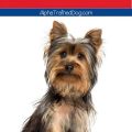 5 Common Yorkie Training Mistakes