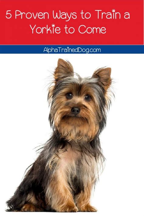 5 Common Yorkie Training Mistakes