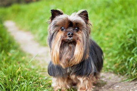 5 Common Yorkie Training Personality Types