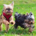 5 Diet Tips for Yorkie Weight Loss