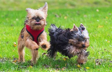 5 Diet Tips for Yorkie Weight Loss