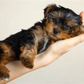 5 Fun Yorkshire Terrier Facts You Haven’t Heard