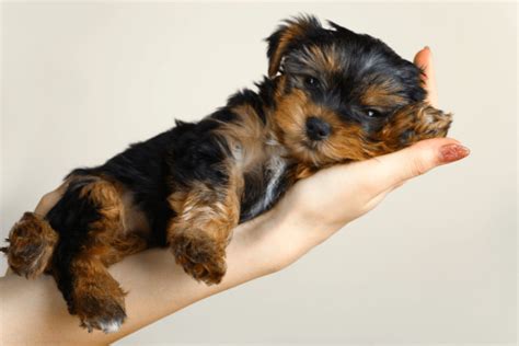 5 Fun Yorkshire Terrier Facts You Haven’t Heard