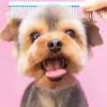 5 Grooming Essentials Every Yorkie Owner Should Own