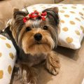 5 Hidden Talents of Yorkshire Terriers You Never Knew