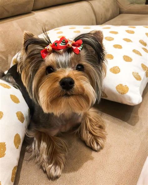 5 Hidden Talents of Yorkshire Terriers You Never Knew