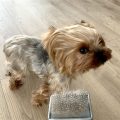 5 Quick Tips to Reduce Yorkie Hair Loss