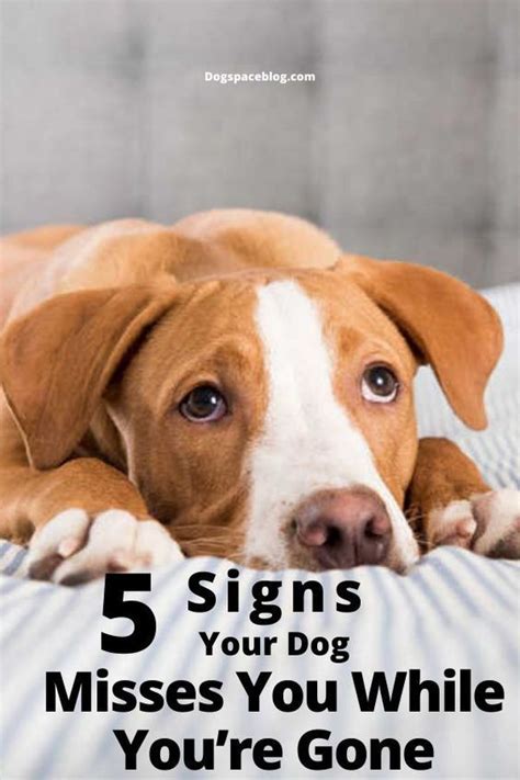 5 Signs Your Dog Trusts You