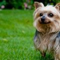 5 Signs Your Yorkie Has Alpha Dog Personality