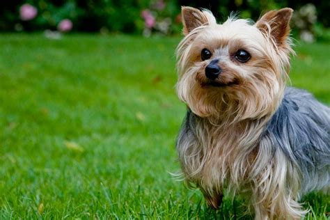 5 Signs Your Yorkie Has Alpha Dog Personality