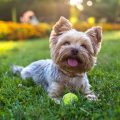 5 Tips for Yorkshire Terriers in Hot Weather