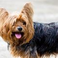 5 Traits That Make Yorkshire Terriers Unique