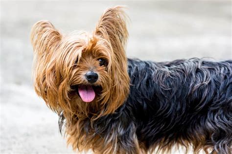 5 Traits That Make Yorkshire Terriers Unique