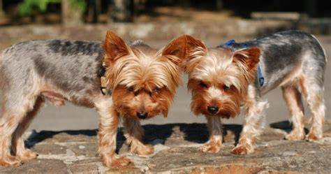 5 Ways Yorkies Mark Their Territory